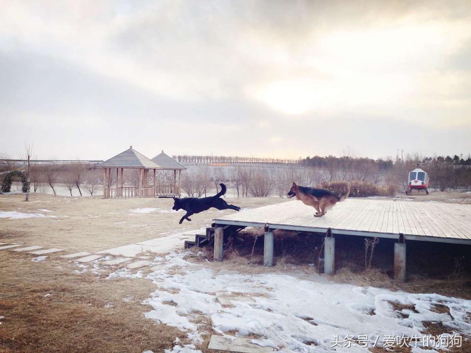 为什么要养狗长毛德牧,长毛德牧是名犬吗