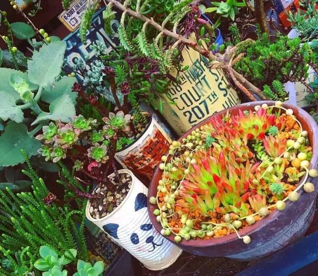 有一家多肉解忧杂货铺是一种怎样的体验