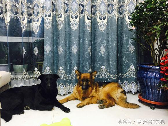 父母都是纯种狗后代为什么像串串,父母都是柯基就是纯种吗