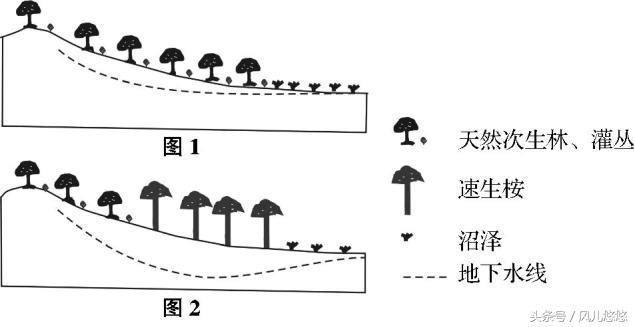 桉树危害性太大为什么还种这么多,桉树真的污染水源环境吗