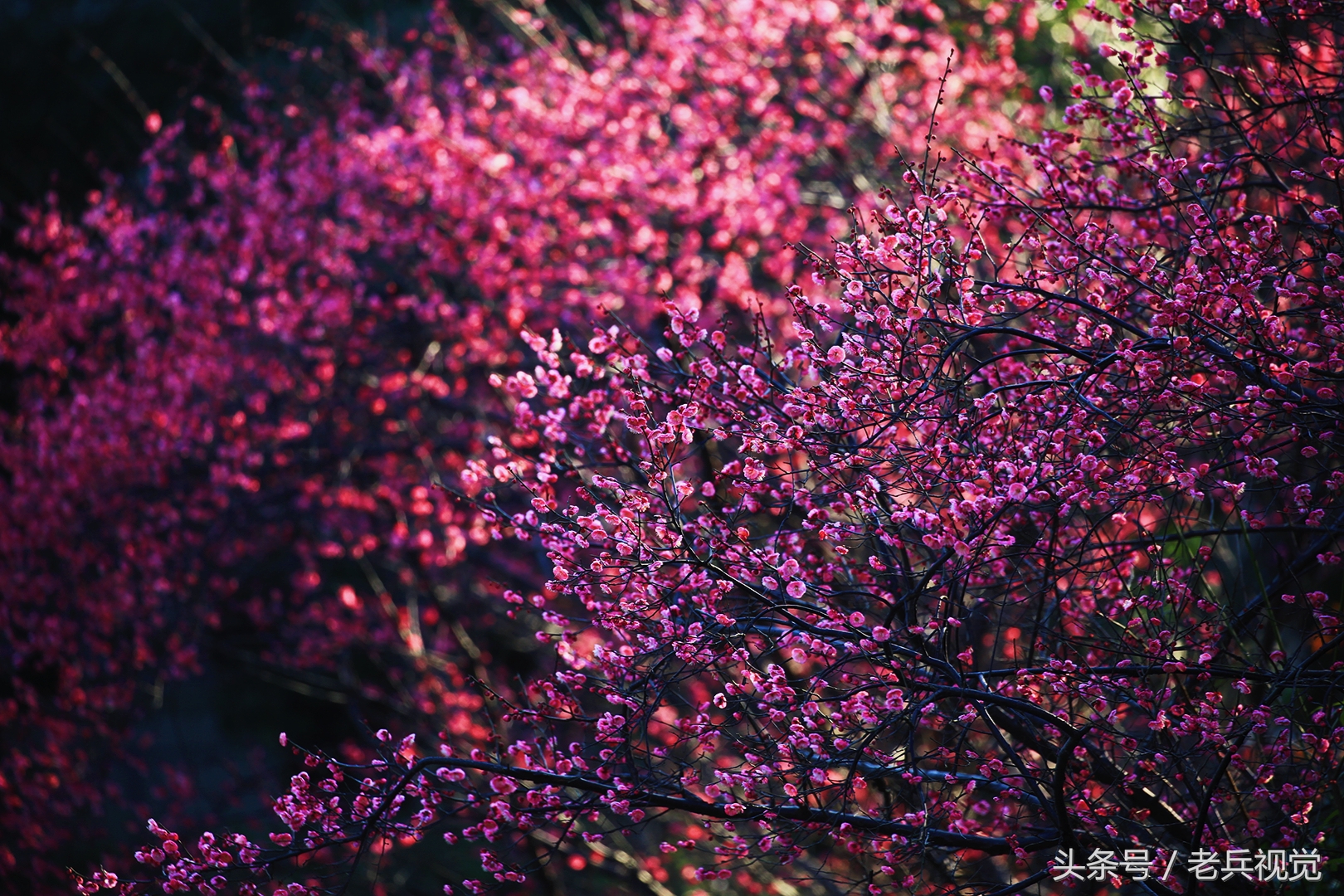 从大连到杭州上海苏州,大连到杭州旅行