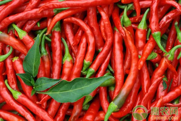 今年辣椒行情怎样,2018年下半年的辣椒价格会涨吗