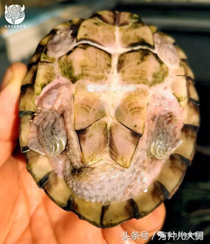美文欣赏—头有斑、壳有纹、不加温、体型小，还不贵，它就是剃刀