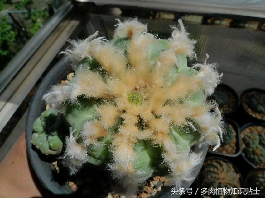 仙人球讲解视频,乌羽玉仙人球几度开始不要浇水