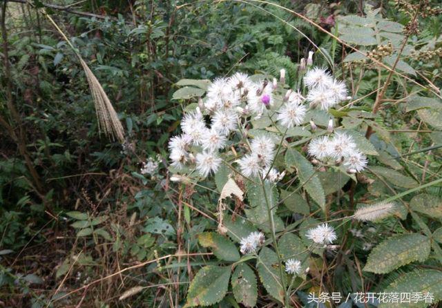 既可以食用又可以观赏的花,既能观赏又可食用的花