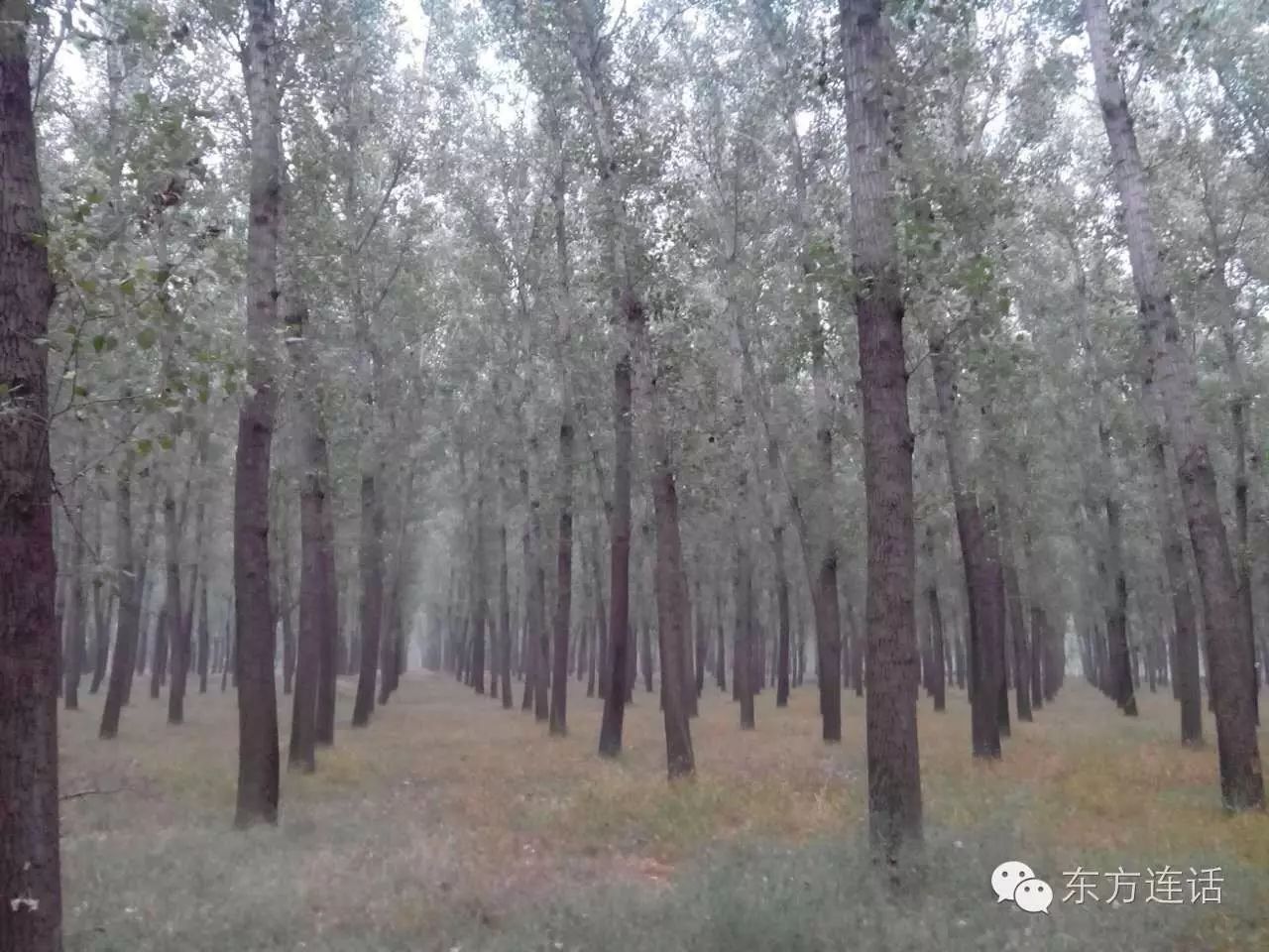 武清津北森林,没有森林的山