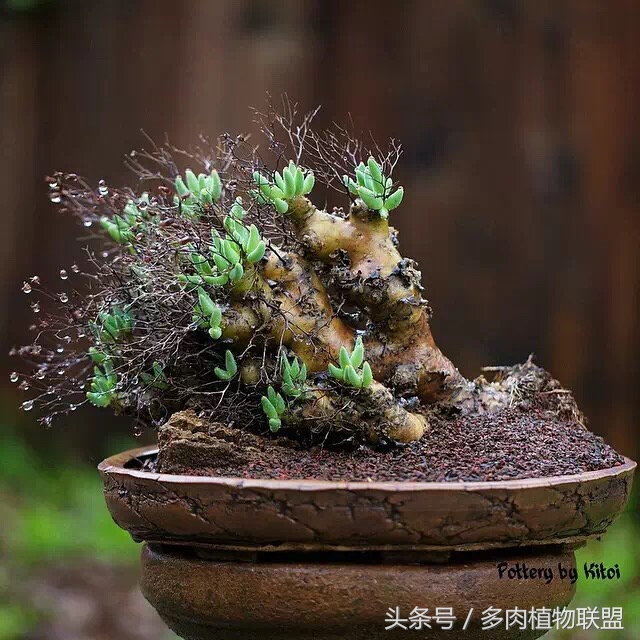 多肉微景观造型图片,国外多肉花园设计