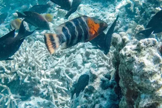 帕劳深度游出海,帕劳深潜体验