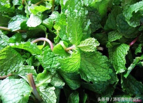 赚钱的农业种植项目有哪些,特种农业种植致富项目有哪些内容