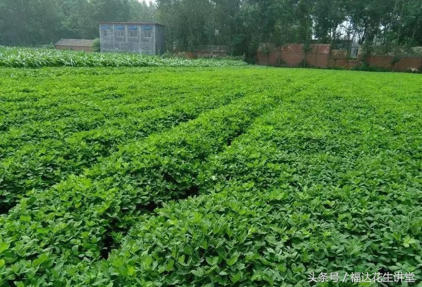 鑺辩敓鍝佺鑺辫偛963,鑺辩敓鍝佺鏈夊ぇ鏋滃拰灏忔灉