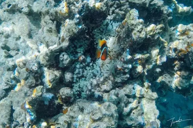 帕劳深度游出海,帕劳深潜体验