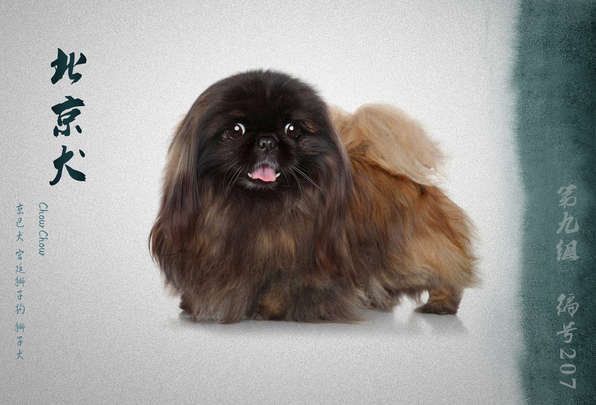 世界犬业联盟承认的犬种,fci犬类排名