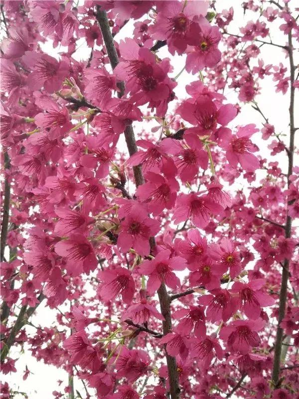 中国有哪些樱花好看,看樱花中国