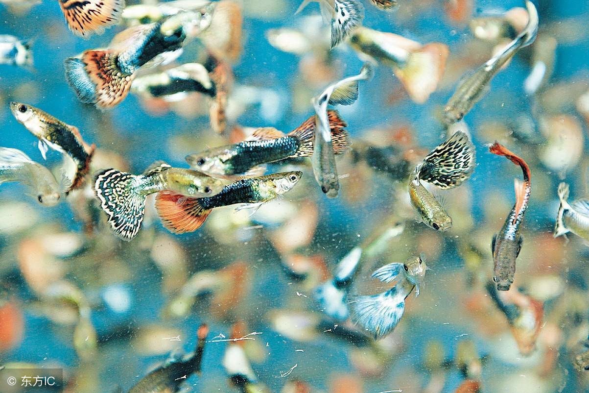 孔雀鱼鱼苗饲养日记图,孔雀鱼的养鱼日记视频