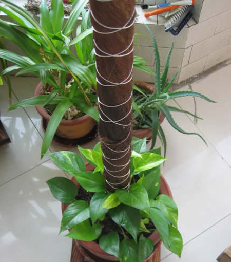 绿萝长高了怎么摆放,绿萝长高了中间的棍子短了怎么办