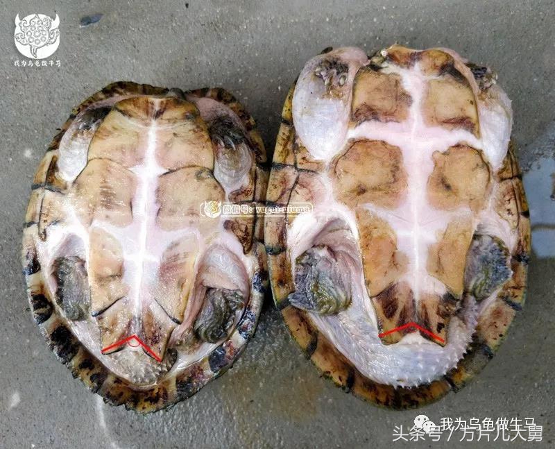 美文欣赏—头有斑、壳有纹、不加温、体型小，还不贵，它就是剃刀