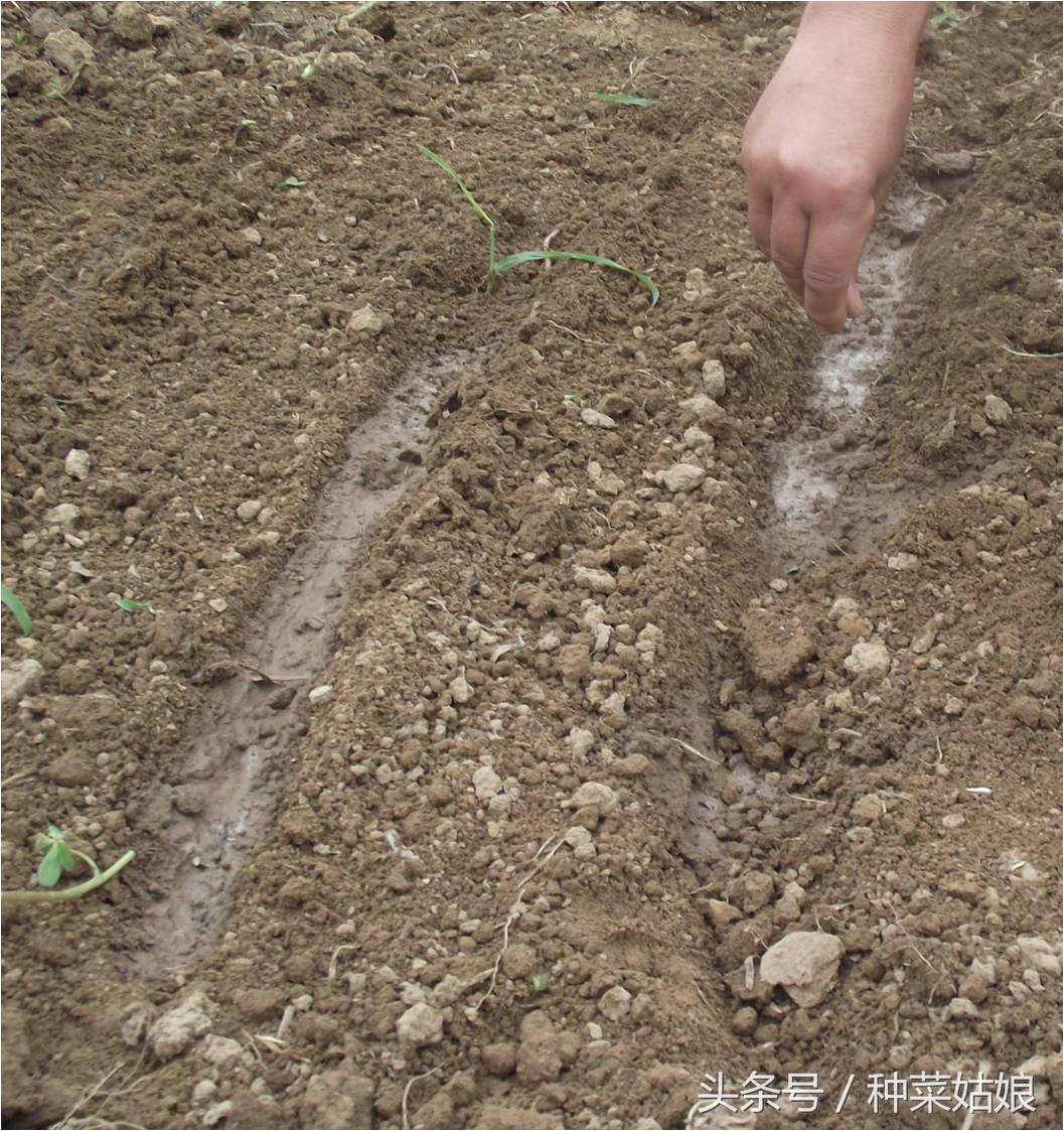 春播大葱这样育秧,大葱怎样移栽才能使葱苗变直