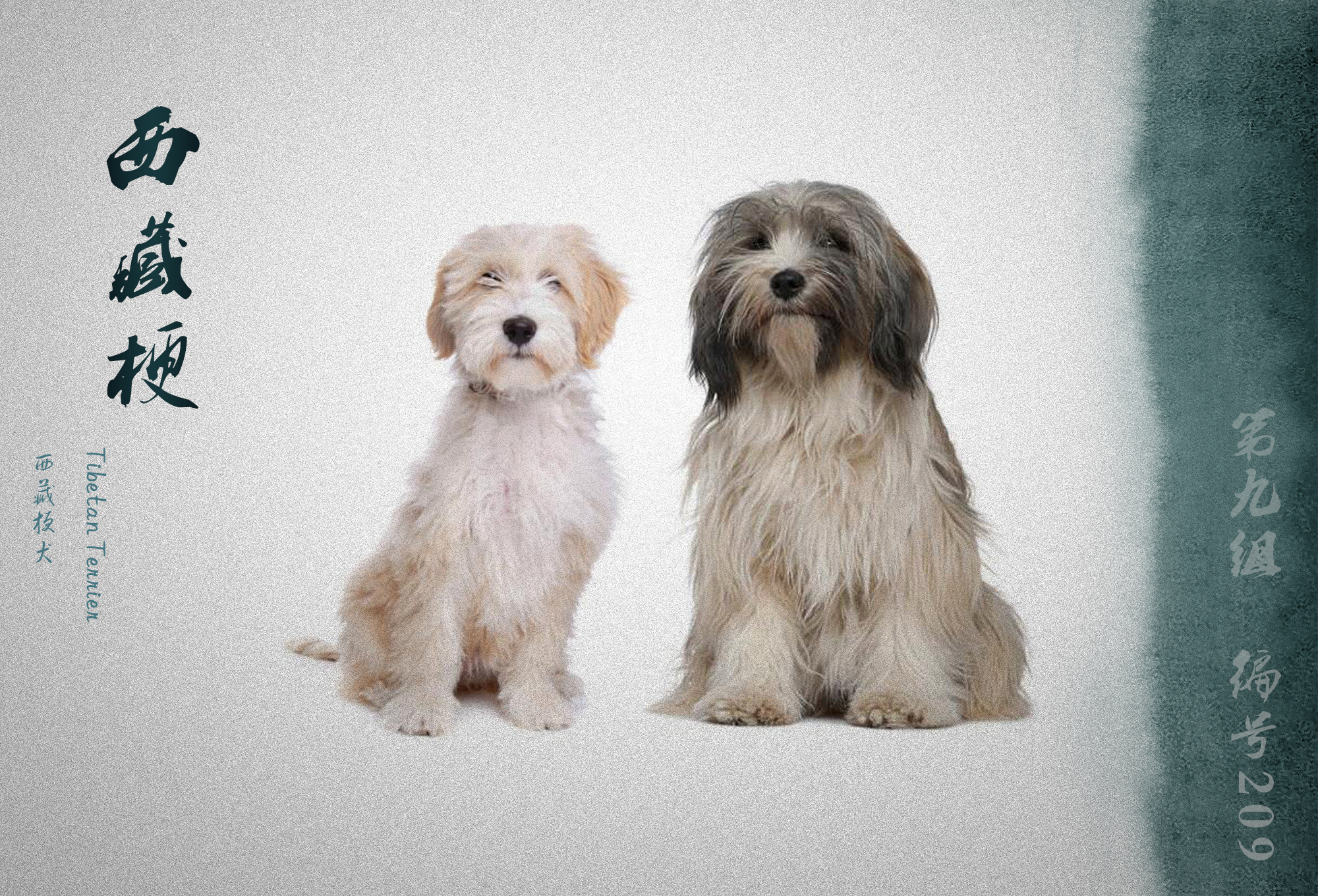 世界犬业联盟承认的犬种,fci犬类排名