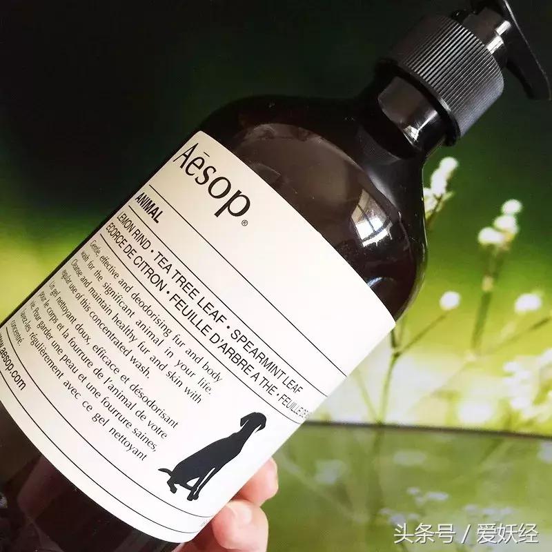 宠物洗护攻略,爱妖经养宠怎么玩