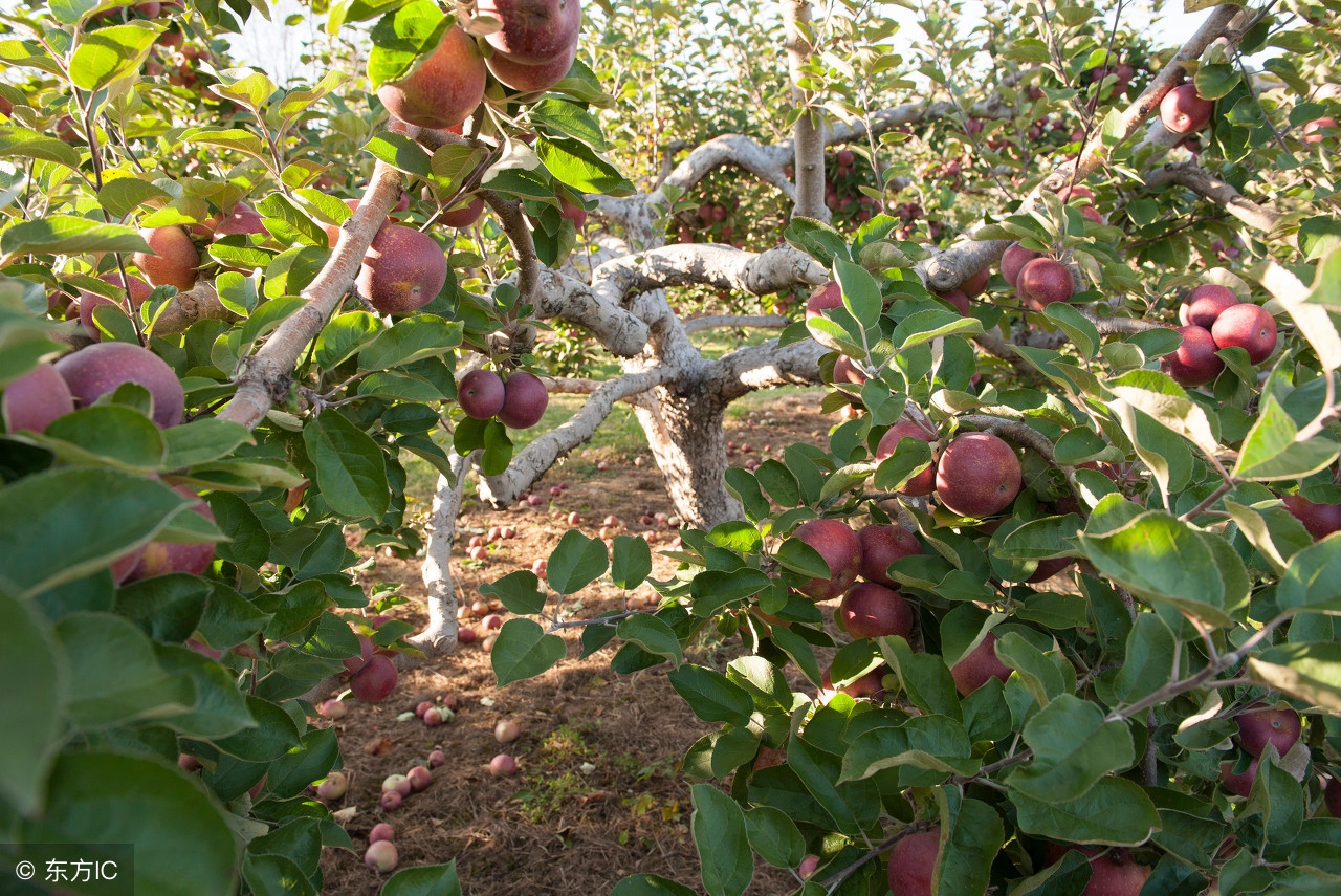 给果树打药配方,果树打农药受药害了怎么办