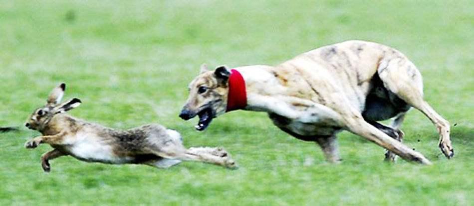 狗年狗月狗日有哪些,最聪明懂人性体型大的狗有哪几种