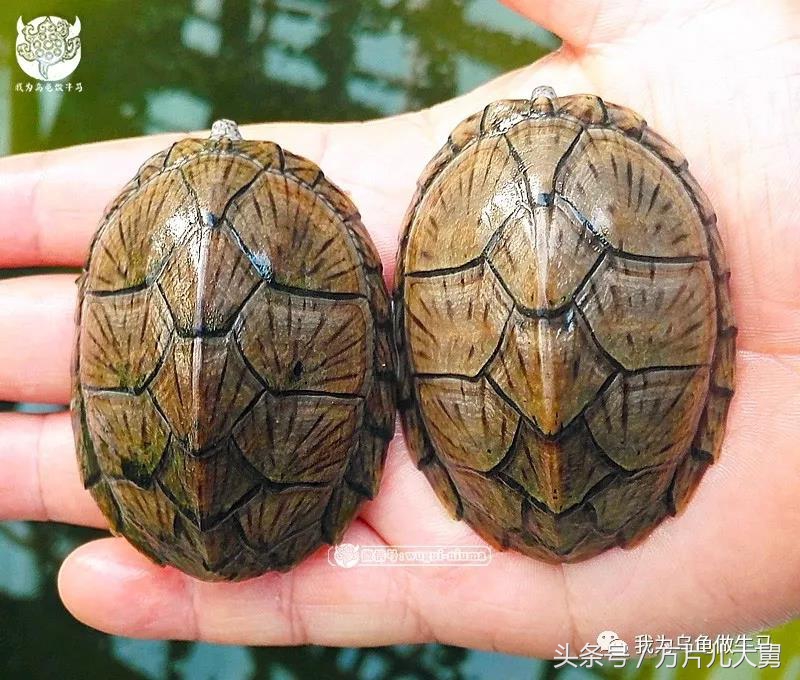 美文欣赏—头有斑、壳有纹、不加温、体型小，还不贵，它就是剃刀