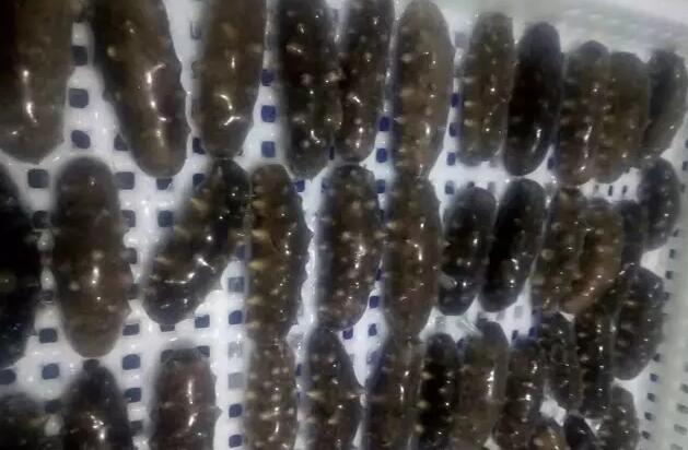 好当家即食海参好不好,即食海参的做法及吃法