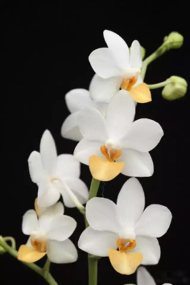 精品兰花欣赏一花一草一世界,100种最美兰花大饱眼福邀君共赏