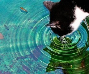 猫咪毛色的改变方法是什么,怎样从猫咪的毛发颜色辨认其性