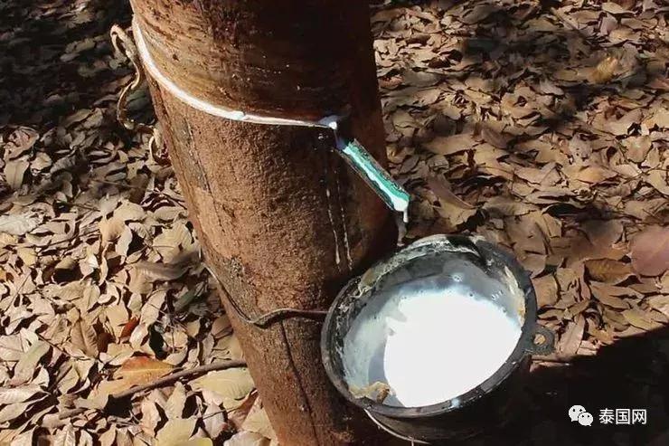 泰国橡胶园价格,泰国橡胶产业发展现状