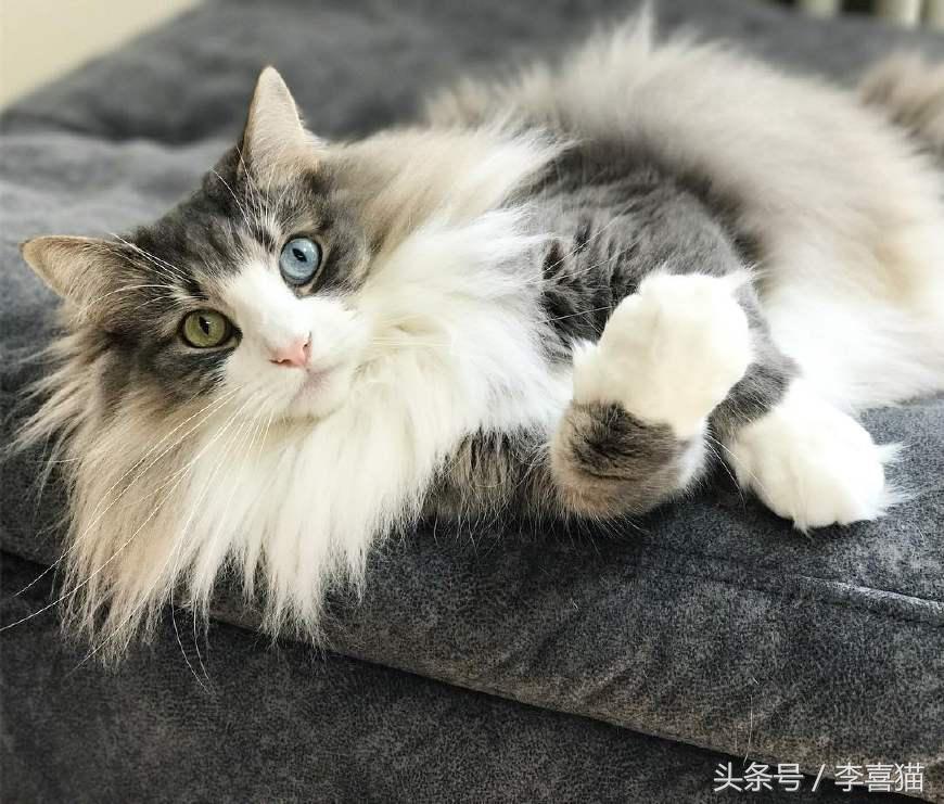 最会撩的挪威森林猫,高贵优雅灵动自然挪威森林猫