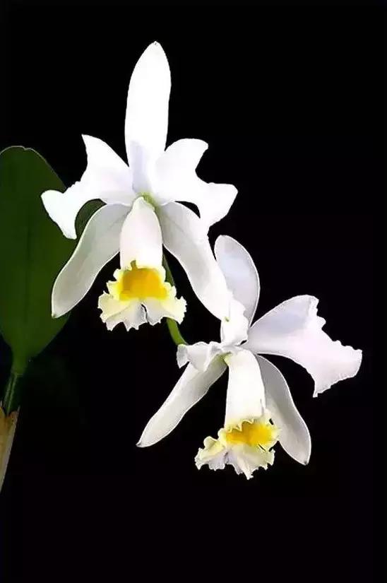 精品兰花欣赏一花一草一世界,100种最美兰花大饱眼福邀君共赏