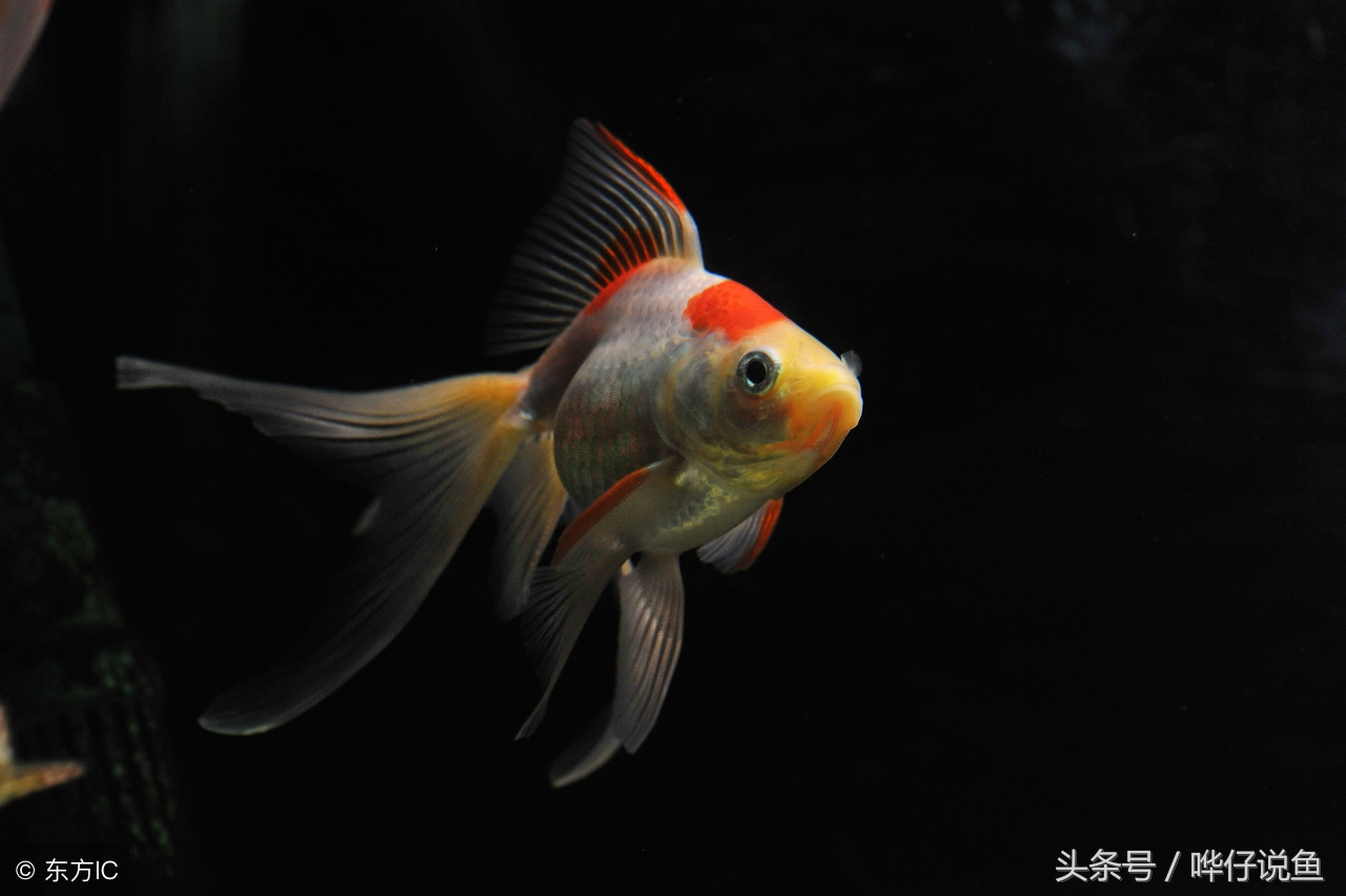 海水鱼缸新手入门观赏鱼,教你养观赏鱼视频