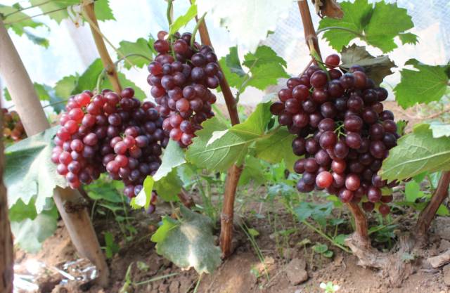 葡萄大小粒的原因和解决方法,葡萄大小粒如何处理