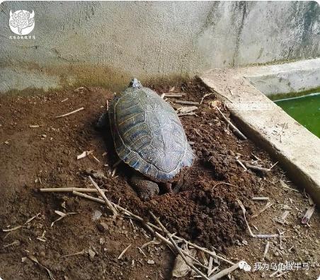 这龟白送你都不要,这篇阅读量要仆街