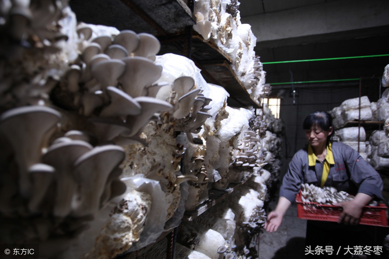 平菇种植最近新技术视频,各种平菇种植技术