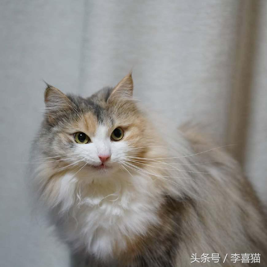 最会撩的挪威森林猫,高贵优雅灵动自然挪威森林猫
