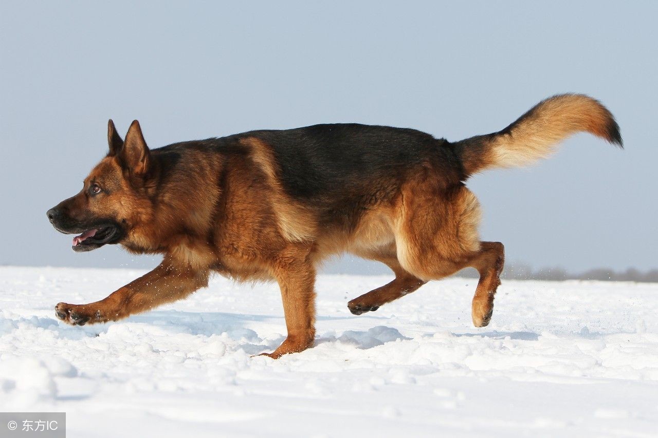 如果德牧是退役军犬的话可以养吗,退役军人训犬视频教程