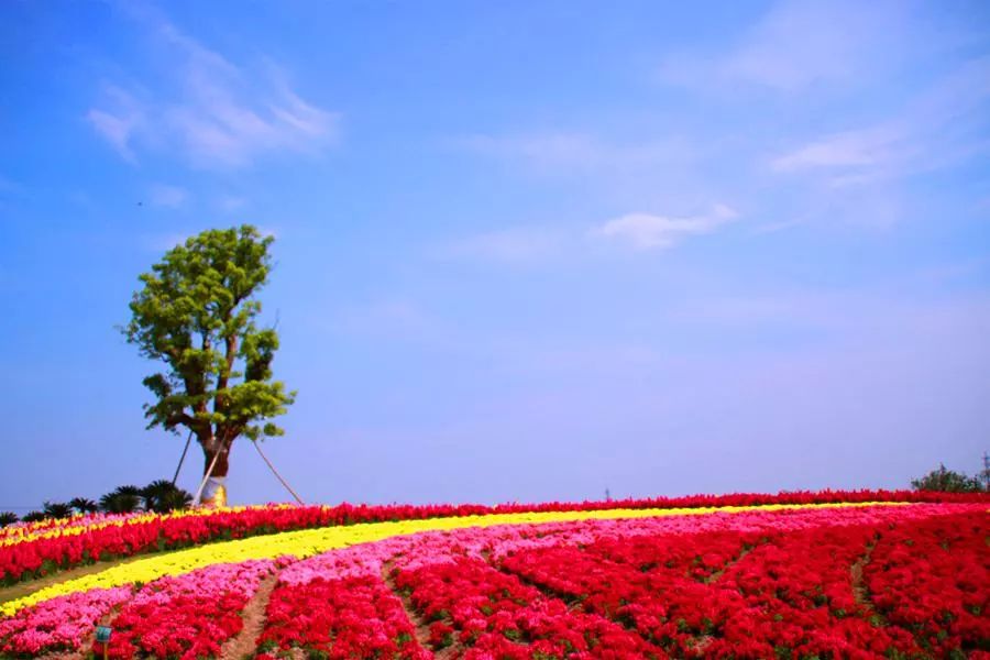 上海新年一定要去的地方,过年上海去哪玩好又便宜又好玩