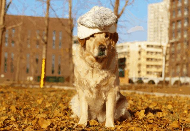 狗年说狗,许昌卧狗台故事