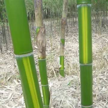 东北能种的竹子,26种竹子大全
