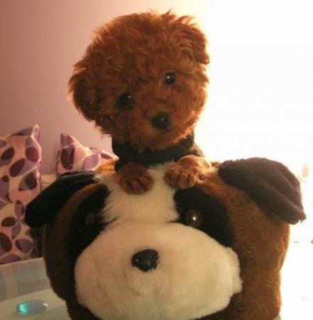 鏄ュぉ鏉ヤ簡瀹犵墿鍏绘姢鐭ヨ瘑浣爂et浜嗗悧,鏄ュ瀹犵墿鐭ヨ瘑绉戞櫘