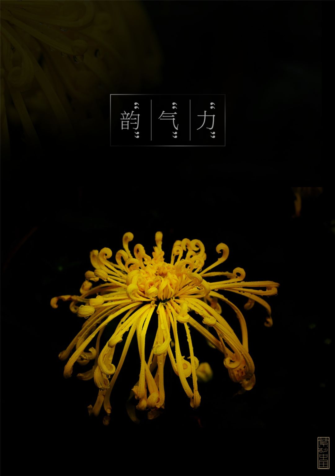 摶｜《至尊宝菱》张伟