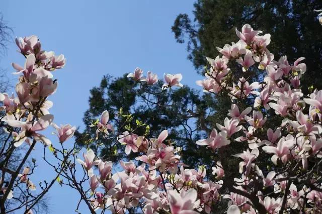 三月底去北京哪个公园比较好,几月去北京旅游最好攻略