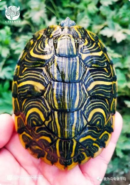 这龟白送你都不要,这篇阅读量要仆街