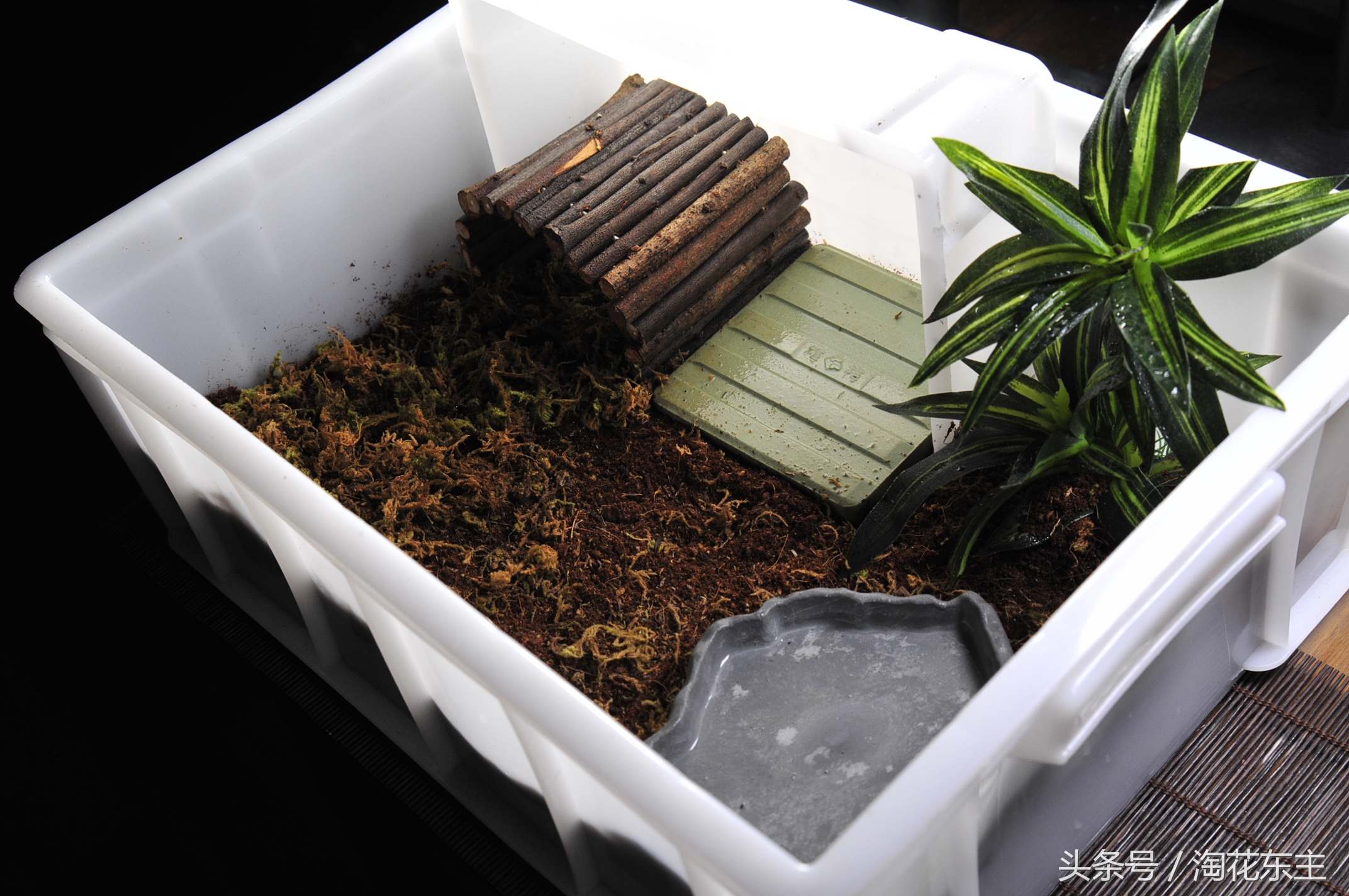 黄缘盒龟变漂亮的秘密,黄缘盒龟布景