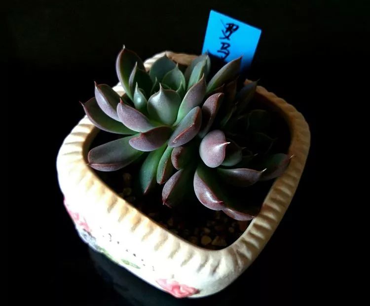 做足了功课养多肉,不用操心就能养好的多肉