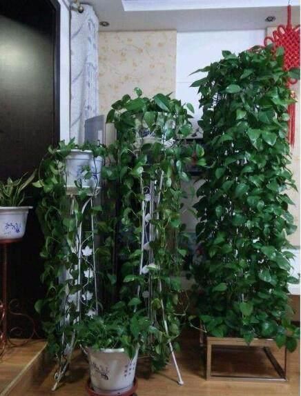 春天绿萝浇点“开荤剂”0.1米狂窜到100米，就像吃了兴奋剂很生猛