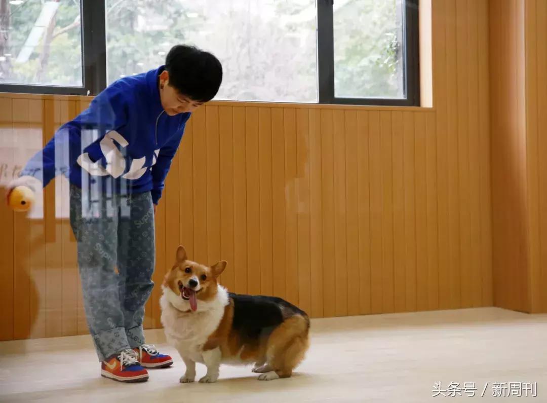 中国顶级宠物酒店,高端宠物酒店推荐