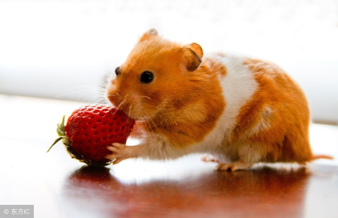 如何让两只仓鼠合笼而且不打架,为什么别人家的仓鼠能合笼